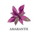 Amaranth on a white background. greenhouse plant isolated. illustration