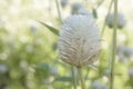 Amaranth, white flowers wilt naturally