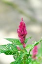 Amaranthaceae, Celosia argentea or Caryophyllales or Celosia or Cocks comb Royalty Free Stock Photo