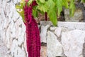 Amaranthus Caudatus flowers, known as Love Lies Bleeding. Red decorative amaranth on the street garden