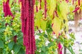 Amaranthus Caudatus flowers, known as Love Lies Bleeding. Red decorative amaranth on the street garden Royalty Free Stock Photo