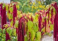 Amaranthus Caudatus flowers, known as Love Lies Bleeding. Red decorative amaranth on the street garden