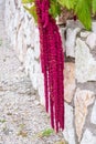 Amaranthus Caudatus flowers, known as Love Lies Bleeding. Red decorative amaranth on the street garden