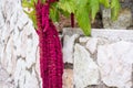 Amaranthus Caudatus flowers, known as Love Lies Bleeding. Red decorative amaranth on the street garden Royalty Free Stock Photo