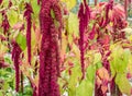 Amaranthus Caudatus flowers, known as Love Lies Bleeding. Red decorative amaranth on the street garden Royalty Free Stock Photo