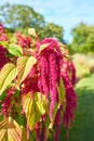 Amaranthus caudatus \