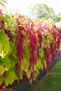 Amaranthus caudatus \