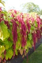 Amaranthus caudatus \