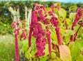 Amaranthus caudatus `Love Lies Bleeding` flowers in bloom Royalty Free Stock Photo