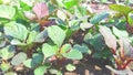 Amaranthus cosmopolitan leaves Royalty Free Stock Photo