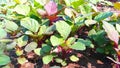 Amaranthus cosmopolitan leaves veg Royalty Free Stock Photo