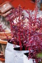 Amaranthus dubius also known as the red spinach, Chinese spinach, spleen amaranth It belongs to the economically important family