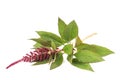 Amaranthus flower Royalty Free Stock Photo