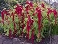 Amaranthus flowers in bloom