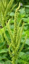 Amaranthus have been cultivated for their grains Royalty Free Stock Photo