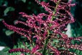 Amaranthus hypochondriacus in bloom macro