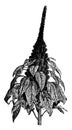 Amaranthus Hypochondriacus vintage illustration