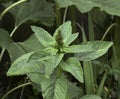 Amaranthus retroflexus Royalty Free Stock Photo