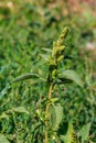 Amaranthus retroflexus Red-root amaranth, redroot pigweed, common amaranth, pigweed amaranth, and common tumbleweed