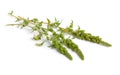 Amaranthus retroflexus or red-root amaranth, redroot pigweed, red-rooted pigweed, common amaranth, pigweed amaranth