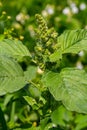 Amaranthus retroflexus, true to one of its common names, forms a tumbleweed. It may be native to the Neotropics or Central and