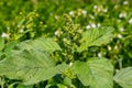 Amaranthus retroflexus, true to one of its common names, forms a tumbleweed. It may be native to the Neotropics or Central and Royalty Free Stock Photo