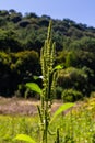 Amaranthus retroflexus, true to one of its common names, forms a tumbleweed. It may be native to the Neotropics or Central and Royalty Free Stock Photo