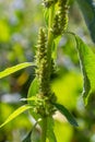 Amaranthus retroflexus, true to one of its common names, forms a tumbleweed. It may be native to the Neotropics or Central and Royalty Free Stock Photo
