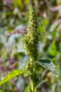 Amaranthus retroflexus, true to one of its common names, forms a tumbleweed. It may be native to the Neotropics or Central and Royalty Free Stock Photo