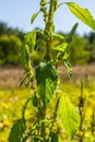 Amaranthus retroflexus, true to one of its common names, forms a tumbleweed. It may be native to the Neotropics or Central and Royalty Free Stock Photo