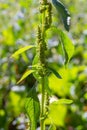 Amaranthus retroflexus, true to one of its common names, forms a tumbleweed. It may be native to the Neotropics or Central and Royalty Free Stock Photo