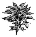 Amaranthus Tricolor vintage illustration