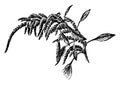 Amarantus Caudatus vintage illustration
