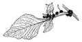 Amarantus Gangeticus vintage illustration