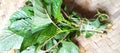 Amarathus plant healthy food green Royalty Free Stock Photo
