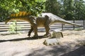 Amargosaurus in Dino Park