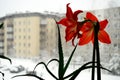 Amarilis blossom in the winter city background Royalty Free Stock Photo