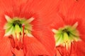 Amaryllia - Colorful Flower Background - Beautiful Red