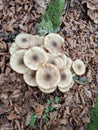 Amarilla mellea or honey fungus Royalty Free Stock Photo