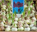 Amarylis bulbs Royalty Free Stock Photo