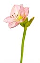 amarylis flower on a white background Royalty Free Stock Photo