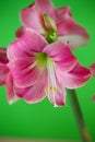 Amarylis with a green background Royalty Free Stock Photo