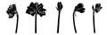 Decorative clivia amaryllis black line branch flowers set, design elements.