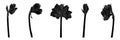 Decorative amaryllis black line branch flowers set, design elements.