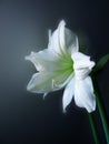 Amarylis - lilia flower Royalty Free Stock Photo