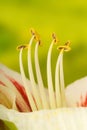 Amarylis stamen Royalty Free Stock Photo