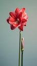 Amarylli flower Hippeastrum blurred background Royalty Free Stock Photo