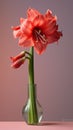 Amarylli flower Hippeastrum blurred background Royalty Free Stock Photo