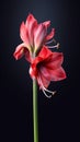 Amarylli flower Hippeastrum blurred background Royalty Free Stock Photo