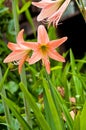 Amaryllidaceae